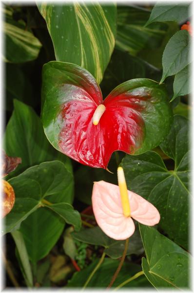 Anthurium
