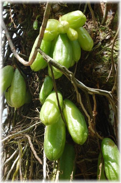 Cornichons p�yi