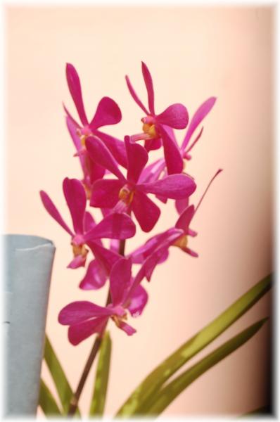 Orchid�es